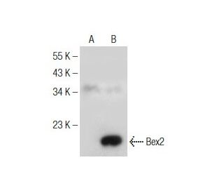 Bex1/2 Antibody (D-6) - Western Blotting - Image 155269