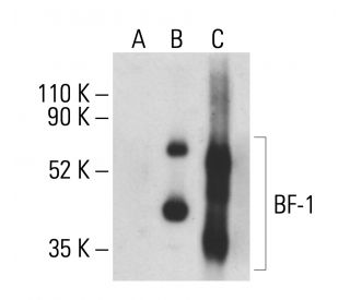 BF-1 Antibody (D-12) - Western Blotting - Image 400814