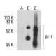 BF-1 Antibody (D-12) - Western Blotting - Image 400814
