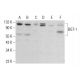 이 다클론 항체는 생산이 중단되었습니다. 권장 <a href="bgt-1-antibody-d-5">BGT-1 (D-5)</a> 단클론 항체(샘플 데이터 표시)를 참조하세요. western blotting image from recommended BGT-1 (D-5) monoclonal antibody replacement. Image 382701