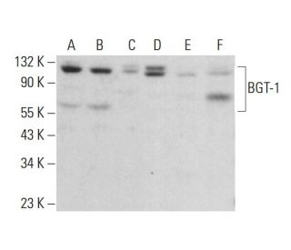 BGT-1 Antibody (D-5) - Western Blotting - Image 382701 