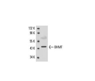 BHMT Antibody (3D6) - Western Blotting - Image 17195 