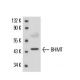 BHMT Antibody (3D6) - Western Blotting - Image 17195 