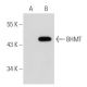 BHMT Antibody (3D6) - Western Blotting - Image 45163 