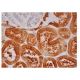 BHMT Antibody (H-7) - Immunohistochemistry - Image 300884
