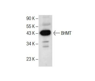BHMT Antibody (H-7) - Western Blotting - Image 287629 