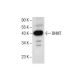 BHMT Antibody (H-7) - Western Blotting - Image 287629 