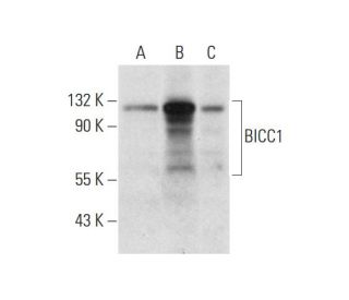 BICC1 Antibody (A-12) - Western Blotting - Image 333409 