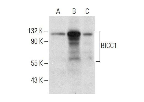 BICC1抗体 (A-12) | SCBT - Santa Cruz Biotechnology