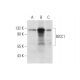 BICC1 Antibody (A-12) - Western Blotting - Image 333409 