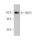 BICC1 Antibody (A-12) - Western Blotting - Image 370031