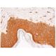 BICD2 Antibody (E-12) - Immunohistochemistry - Image 346190 