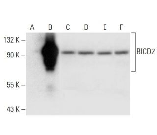BICD2 Antibody (E-12) - Western Blotting - Image 297016Each CRISPR/Cas9 Knockout (KO) Plasmid product consists of a pool of 3 plasmids designed to ensure identification and cleavage of a specific gene for maximum knockout efficiency. Each plasmid encodes a unique 20 nt sequence derived from the GeCKO (v2) library. 