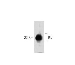 BID Antibody (40) - Western Blotting - Image 60249