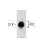 BID Antibody (40) - Western Blotting - Image 60249