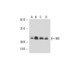 BID Antibody (5C9) - Western Blotting - Image 16168 