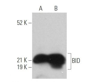 BID Antibody (B-3) - Western Blotting - Image 361489 