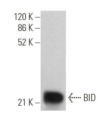 BID Antibody B 3 SCBT Santa Cruz Biotechnology