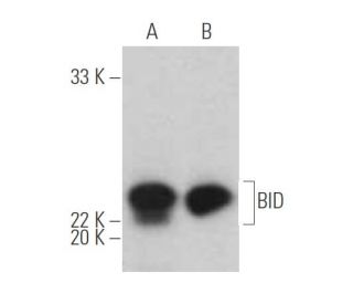 BID Antibody B 3 SCBT Santa Cruz Biotechnology