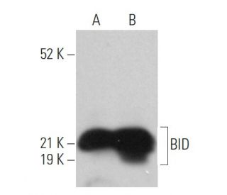 western blotting image from recommended BID (B-3) monoclonal antibody replacement. Image 361489