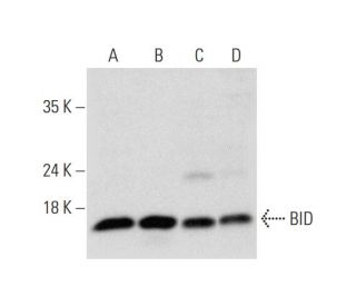 BID Antibody (E-7) - Western Blotting - Image 325085 
