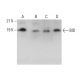 BID Antibody (E-7) - Western Blotting - Image 377985