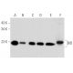 BID Antibody (F-5) - Western Blotting - Image 353738 