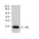 BID Antibody (F-5) - Western Blotting - Image 381415