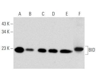 BID Antibody (F-5) - Western Blotting - Image 353738