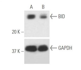 BID siRNA (h): sc-29800. Western blot analysis of BID expression... 