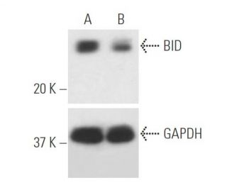 BID siRNA (h): sc-29800. Western blot analysis of BID expression in non-transfected control (A) and BID siRNA transfected 