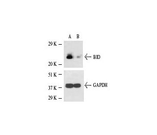 BID siRNA (m): sc-29801. Western blot analysis of BID expression in non-transfected control (A) and BID siRNA transfected 