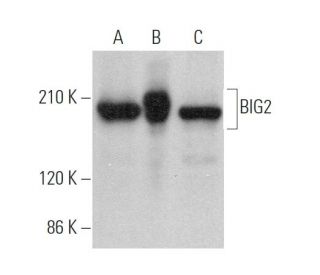 BIG2 Antibody (H-6) - Western Blotting - Image 375901 