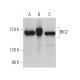 BIG2 Antibody (H-6) - Western Blotting - Image 375901 