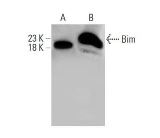 western blotting image from recommended Bim (H-5) monoclonal antibody replacement. Image 386093