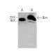 western blotting image from recommended Bim (H-5) monoclonal antibody replacement. Image 386093