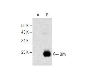 Bim Antibody (H-5) - Western Blotting - Image 150050The Double Nickase Plasmid features a U6 promoter for sgRNA expression, a 20 nt targeting sequence, and a gRNA scaffold to guide Cas9n. It includes a CBh promoter for Cas9n (D10A) and puromycin resistance, GFP for transfection verification, and nuclear localization signals (NLS). The 2A peptide allows co-expression of Cas9n and Puro from a single promoter, enabling precise genome editing with reduced off-target effects.