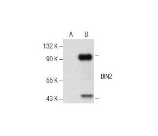 BIN2 Antibody (B-10) - Western Blotting - Image 157839