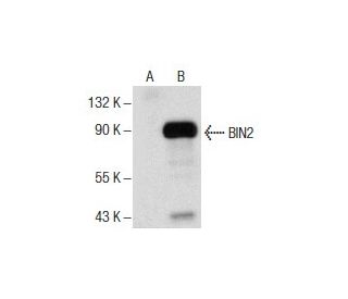 BIN2 Antibody (F-12) - Western Blotting - Image 157841
