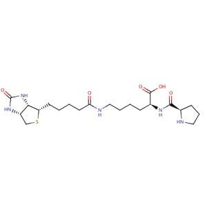 Biocytin-L-proline | SCBT - Santa Cruz Biotechnology