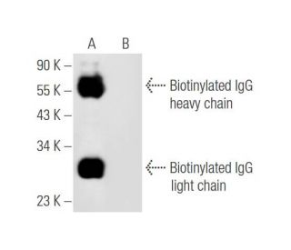 Biotin Antibody (39-15D9) - Western Blotting - Image 57975