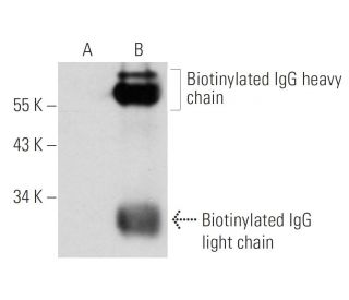 Biotin Antibody (BK-1/39) - Western Blotting - Image 14110 