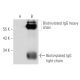 Biotin Antibody (BK-1/39) - Western Blotting - Image 14110 