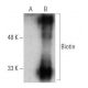 Biotin Antibody (BK-1/39) - Western Blotting - Image 366654