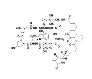 Biotin-XX phalloidin - chemical structure image