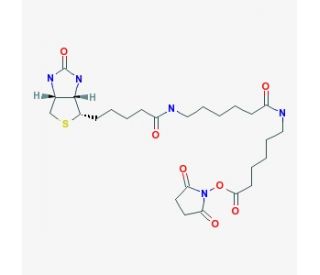 Biotinamidohexanoyl-6-aminohexanoic acid N-hydroxysuccinimide ester (CAS 89889-52-1) - chemical structure image