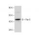 Pax-5 Antibody (E-9) - Western Blotting - Image 281201