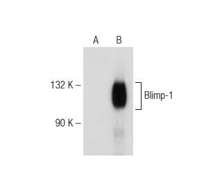 PRDM1/Blimp-1 Antibody (3H2E8) - Western Blotting - Image 149015