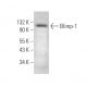 PRDM1/Blimp-1 Antibody (5E7) - Western Blotting - Image 375145