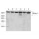 western blotting image from recommended PRDM1/Blimp-1 (6D3) monoclonal antibody replacement. Image 380345